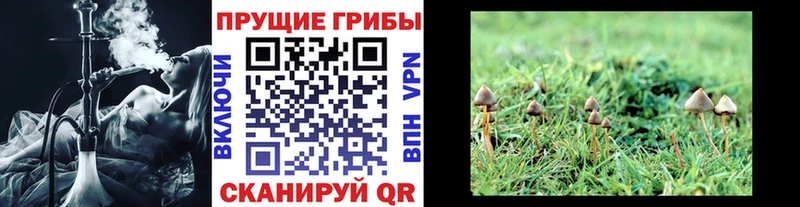 ОМГ ОМГ ТОР  Среднеколымск  Галлюциногенные грибы Cubensis 